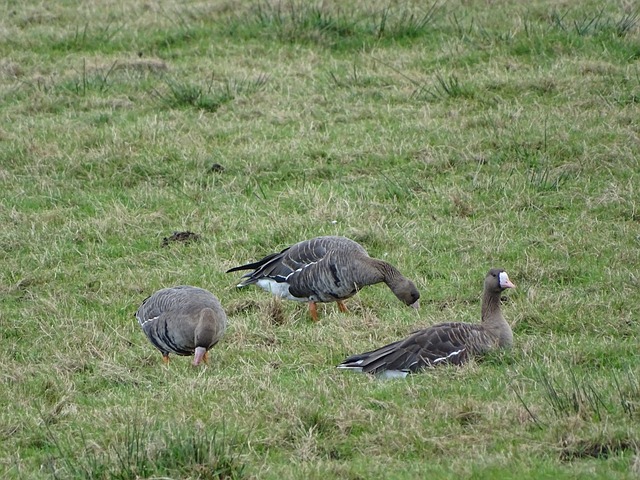 意甲聯賽向 意甲聯賽向